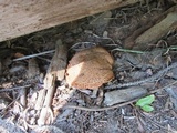 Suillus lakei image