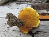 Suillus lakei image