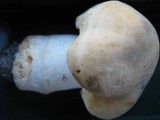 Russula virescens image