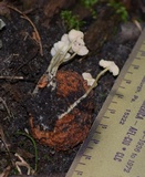 Mycena crocea image