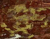 Tomentella bicolor image