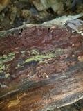 Tomentella bicolor image
