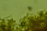 Tomentella bicolor image