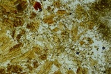 Tomentella bicolor image