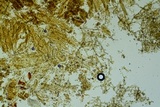 Tomentella bicolor image
