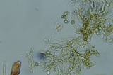 Tomentella bicolor image