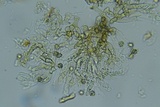 Tomentella bicolor image