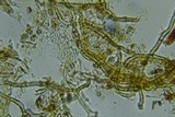 Tomentella bicolor image