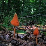 Entoloma quadratum image