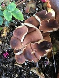 Gymnopus luxurians image