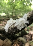 Tremella fuciformis image