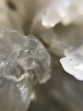 Tremella fuciformis image