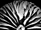Galerina clavata image
