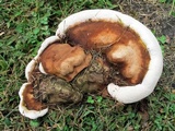Ganoderma lobatum image