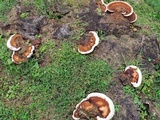 Ganoderma lobatum image