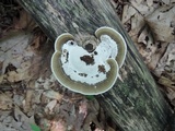 Daedaleopsis confragosa image