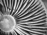 Inocybe lilacina image