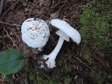 Amanita abrupta image