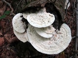 Trametes gibbosa image
