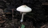 Agaricus placomyces image