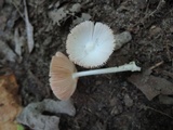 Volvariella pusilla image
