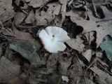 Volvariella pusilla image