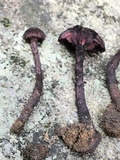 Inocybe tahquamenonensis image