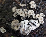 Craterellus foetidus image