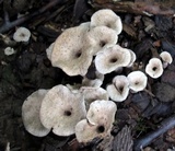 Craterellus foetidus image