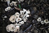 Craterellus foetidus image