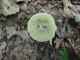Russula variata image