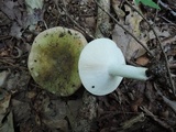 Russula variata image