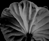 Tetrapyrgos nigripes image