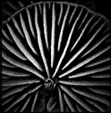 Marasmiellus affixus image