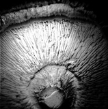 Lentinula edodes image