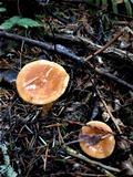 Lactarius luculentus image