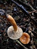 Lactarius luculentus image