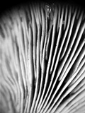 Lactarius luculentus image