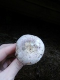 Russula crustosa image