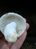 Russula crustosa image