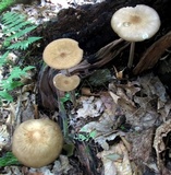 Oudemansiella furfuracea image