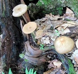 Oudemansiella furfuracea image