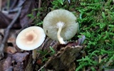 Clitocybe americana image