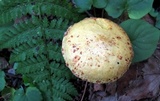 Suillus americanus image
