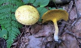 Suillus americanus image