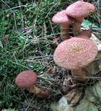 Suillus spraguei image