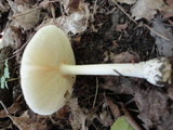 Amanita albocreata image