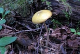 Oudemansiella incognita image