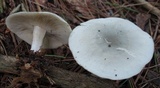 Clitocybe odora image