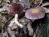 Cortinarius torvus image